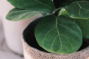 Fiddle Leaf Fig Leaves Fiddle Leaf Fig Leaves